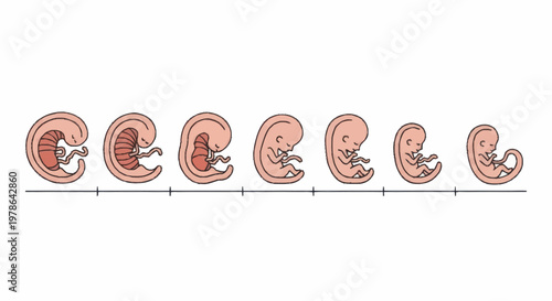 Human Embryo Development Stages Illustration.