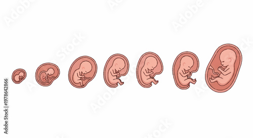Human Fetal Development Stages From Conception To Gestation.