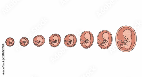Human Fetal Development Stages From Conception To Birth.