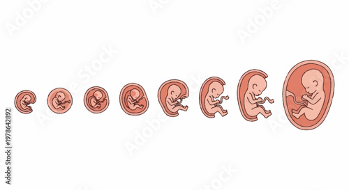 Human Fetal Development Stages From Conception To Birth Illustration.