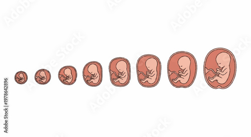 Human Fetal Development Stages From Conception To Birth.