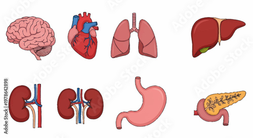 Collection of Human Internal Organs Anatomical Illustrations.