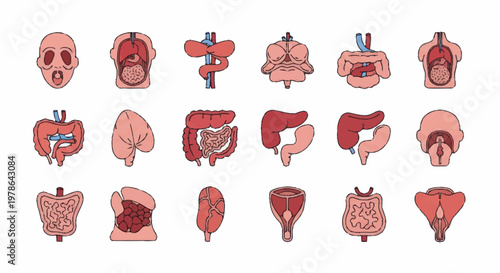 Collection of Human Internal Organs Anatomical Illustrations.