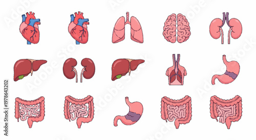 Collection of Human Internal Organs Illustrated Medical Icons.