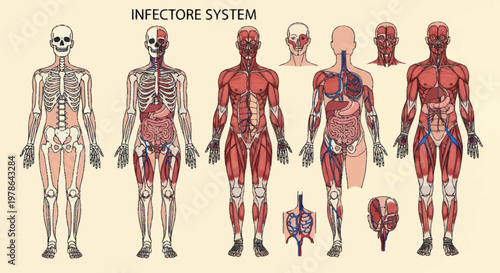 Human Anatomy Muscular System Skeletal System and Organs Detailed Medical Illustration.