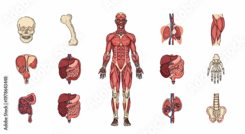 Human Anatomy Muscular System and Organs Illustration.