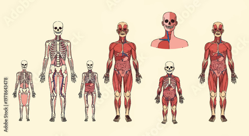 Human Anatomy Skeleton And Muscle System Illustration.