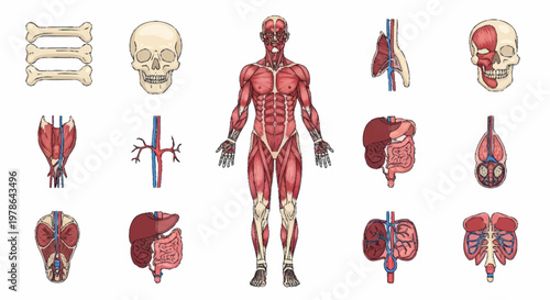 Human Anatomy Muscular System Organs Skeletal System Medical Illustration.