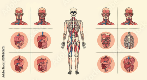 Human Anatomy Medical Diagram Showing Skeletal and Organ Systems.