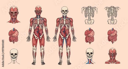 Human Anatomy Muscular System Skeletal System and Organs Illustration.