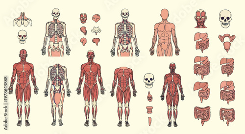 Human Anatomy Illustrations Showing Skeletal Muscular and Organ Systems.