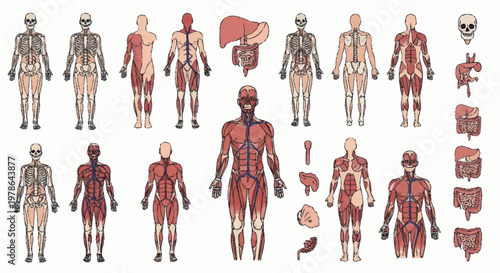 Human Anatomy Muscular System and Organs Detailed Illustration.