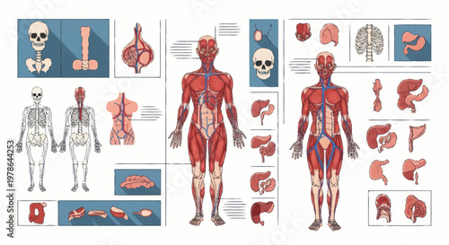 Detailed Human Anatomy and Physiology Illustration.