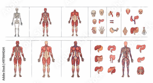 Detailed Human Anatomy Muscular System and Organs Chart.