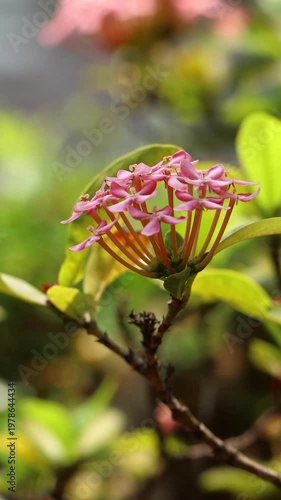  Pink Ixora flower