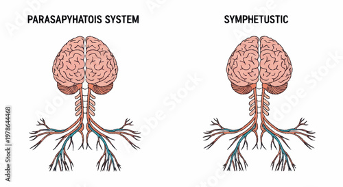 Diagram of the parasympathetic and sympathetic nervous systems.