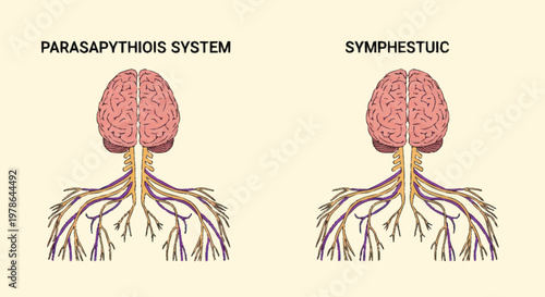 Comparison of Parasympathetic and Sympathetic Nervous Systems.