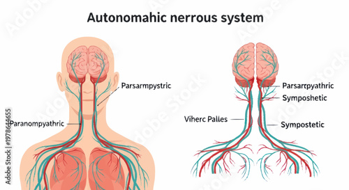 Autonomic Nervous System Diagram Showing Brain and Spinal Cord Connections.