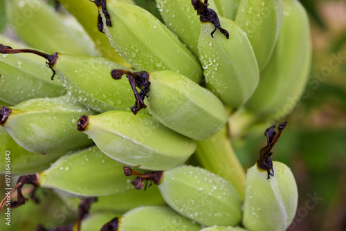 Close-up of Fresh Green Unripe Bananas with Water Droplets