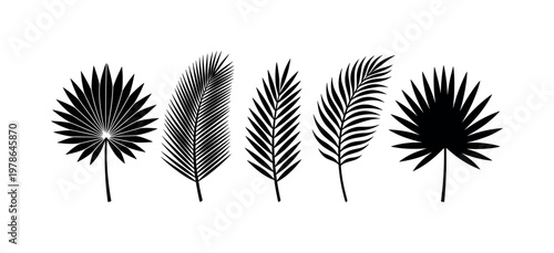 Fan palm leaf radial spread segments, coconut palm leaf long feathered fronds, date palm leaf narrow leaflets row, areca palm leaf