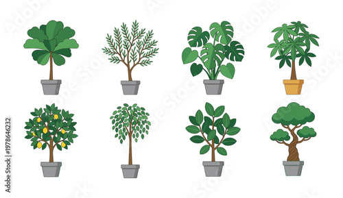 Set of Eight Diverse Potted Houseplants Vector Illustrations Featuring Fiddle Leaf Fig Olive Monstera Money Tree Lemon Tree Weeping Fig Rubber Plant and Bonsai Symbols