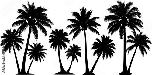 tropical coconut, palm tree silhouette
