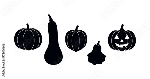 Pumpkin round ribbed squash shape, butternut squash elongated curved form, acorn squash ridged compact shape, small decorative