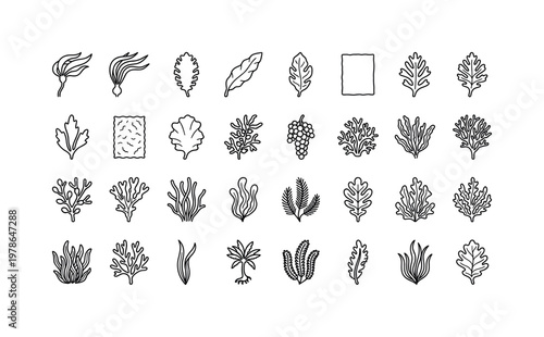 Marine seaweed varieties with kelp fronds, nori sheets, wakame leaves, sea grapes clusters, sargassum branches and ribbon algae