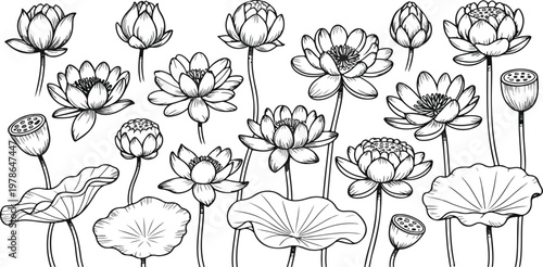 Hand drawn lotus flower set with black sketch outlines, oriental floral elements, simple line blossom, buds and leaves vector collection