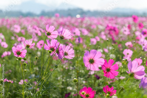Pink Cosmos Flower Field in Bloom with Soft Mountain Background