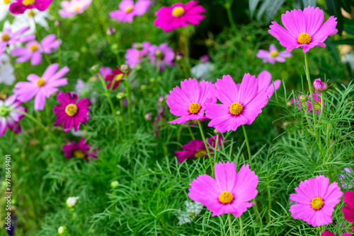 Pink Cosmos Flowers Blooming in Lush Green Garden