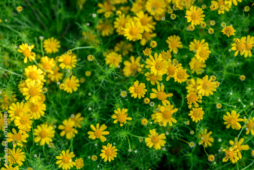 Bright Yellow Daisy Flowers Blooming in Green Garden