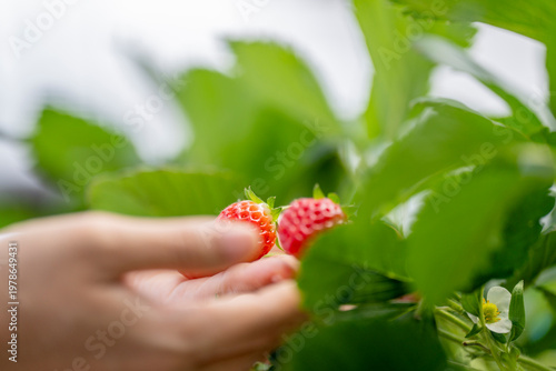 Canvas Print A farmer carefully examines ripe strawberries in a controlled greenhouse environment, ensuring high-quality organic produce