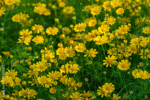 Bright Yellow Daisy Flowers Blooming in Green Garden