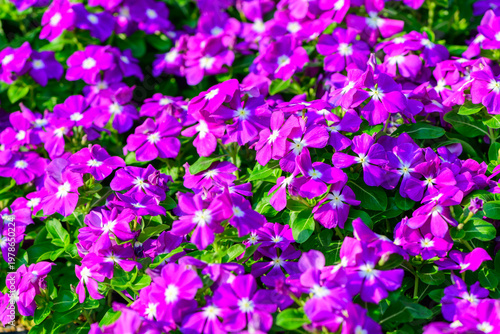 Purple Vinca Flowers Blooming in Garden with Lush Green Leaves