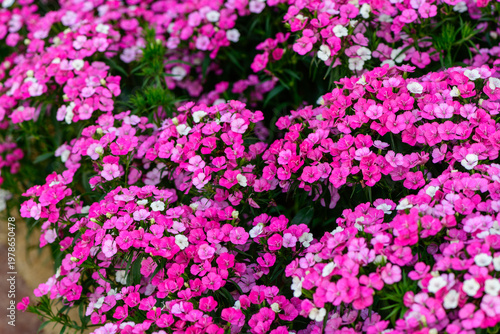 Pink Sweet William Flowers Blooming in Garden Floral Background