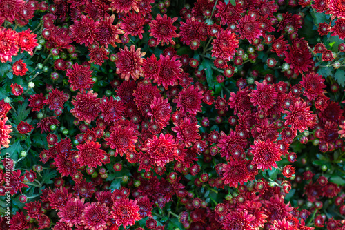 Red Chrysanthemum Flower Cluster Background in Garden Nature Texture