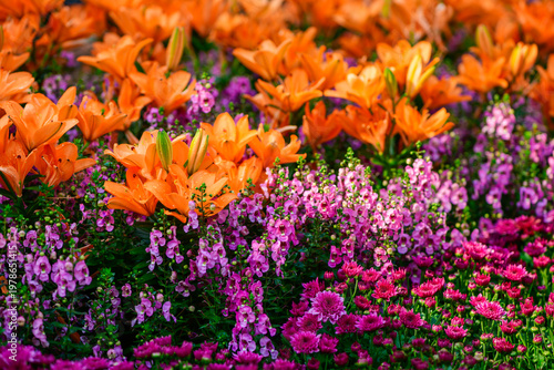 Colorful Orange Lily Flowers Blooming in Vibrant Garden Floral Landscape