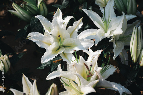 White Lily Flowers Blooming with Water Drops in Natural Garden Light