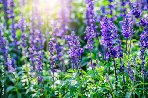 Blooming Lavender Flowers in Garden with Soft Sunlight. Purple Floral Nature Background