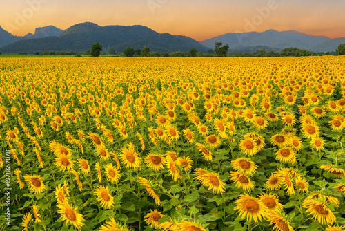Blooming Sunflowers Field in Countryside with Mountains at Sunset