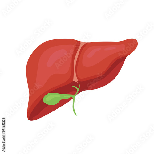 Illustration of human liver and gallbladder anatomy, a vital organ for detoxification and metabolism