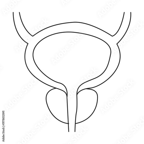 Male Urinary System Anatomy Line Art