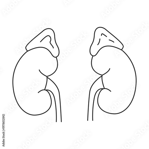 Human Kidneys and Adrenal Glands Icon
