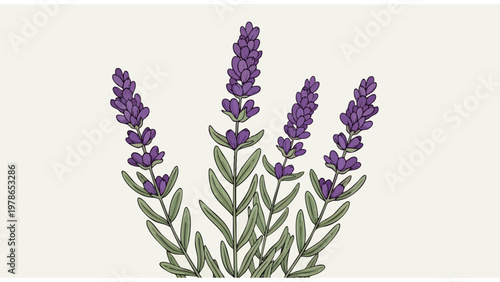 Lavender Plant Botanical Illustration Vector Art for Commercial Use
