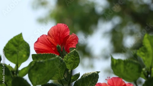 red Hibiscus rosa-sinensis Flower