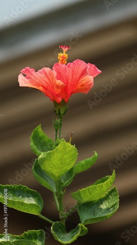 red Hibiscus rosa-sinensis Flower