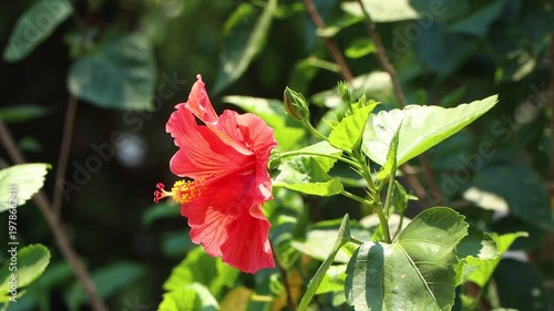 red Hibiscus rosa-sinensis Flower