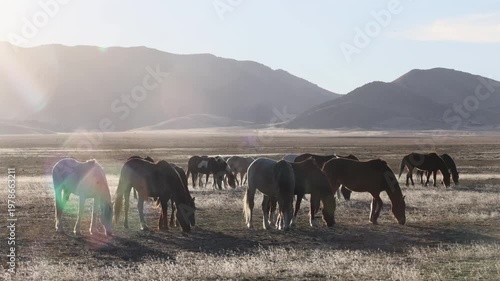 Herd of Wild Horses in Springtime in the Utah Dessert