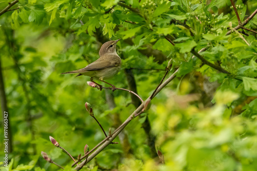 songbird Willow Warbler Phylloscopus trochilus in green tree
